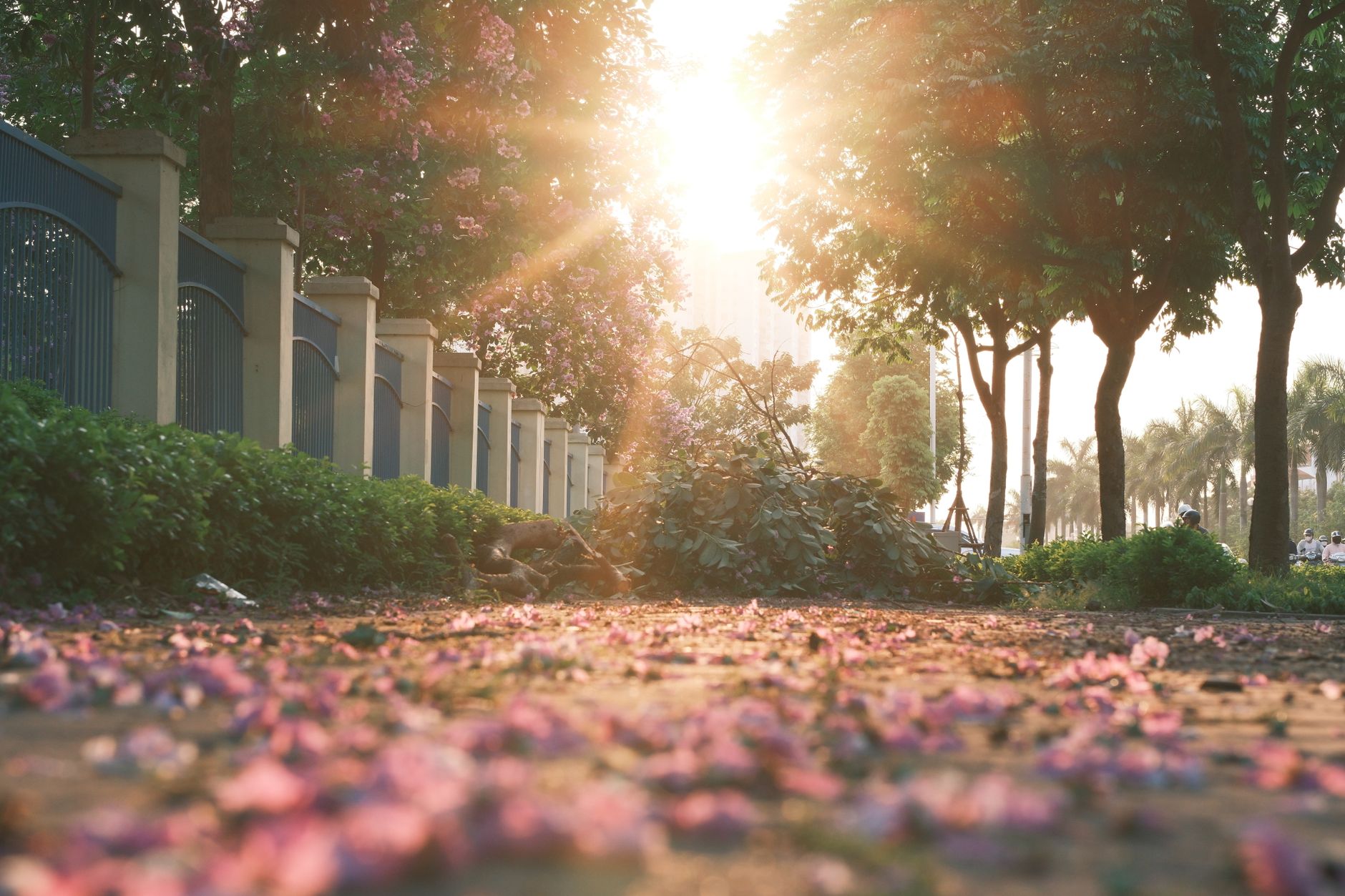 Sunlight filters through trees on a petal-strewn sidewalk, evoking tranquil urban sunrise vibes.